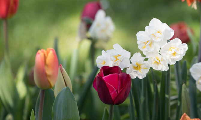 Concours des maisons et jardins fleuris