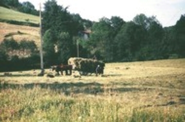 Fin des années 1960 : un char de foin tiré par des boeufs